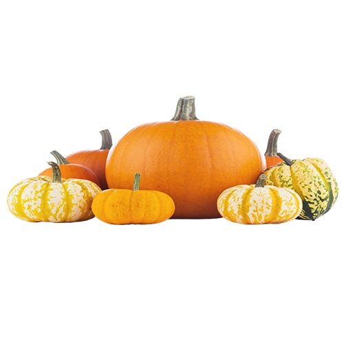 Pumpkin