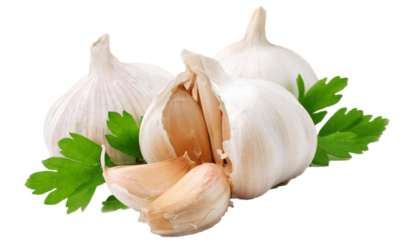 Garlic